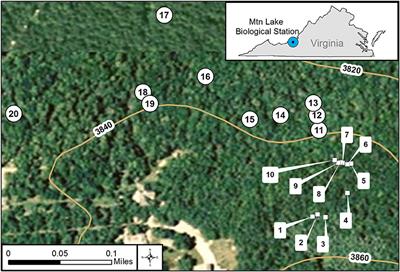 Diversity of Free-Living Environmental Bacteria and Their Interactions With a Bactivorous Amoeba